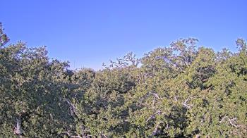 Weather camera view of Metairie Club Gardens.
