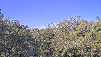 Weather camera view of Metairie Club Gardens.