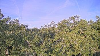 Weather camera view of Metairie Club Gardens.