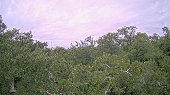 Weather camera view of Metairie Club Gardens.