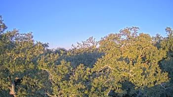 Weather camera view of Metairie Club Gardens.