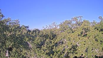 Weather camera view of Metairie Club Gardens.
