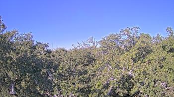Weather camera view of Metairie Club Gardens.