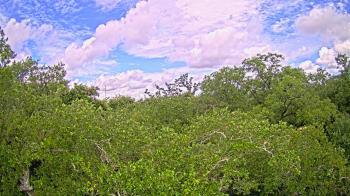 Weather camera view of Metairie Club Gardens.