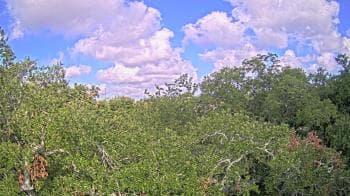 Weather camera view of Metairie Club Gardens.