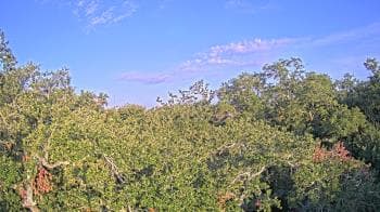 Weather camera view of Metairie Club Gardens.