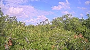 Weather camera view of Metairie Club Gardens.