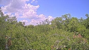 Weather camera view of Metairie Club Gardens.