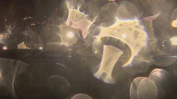 Weather camera view of Trinity MS.