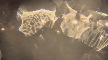 Weather camera view of Trinity MS.