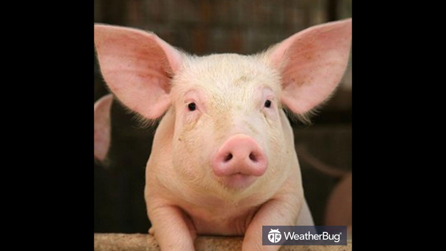 Adorable pig leaning over pen barrier