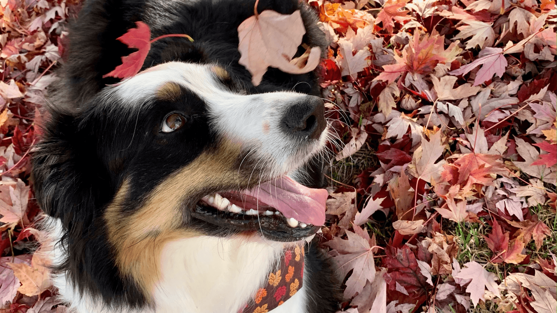 Meteorological Fall begins September 1