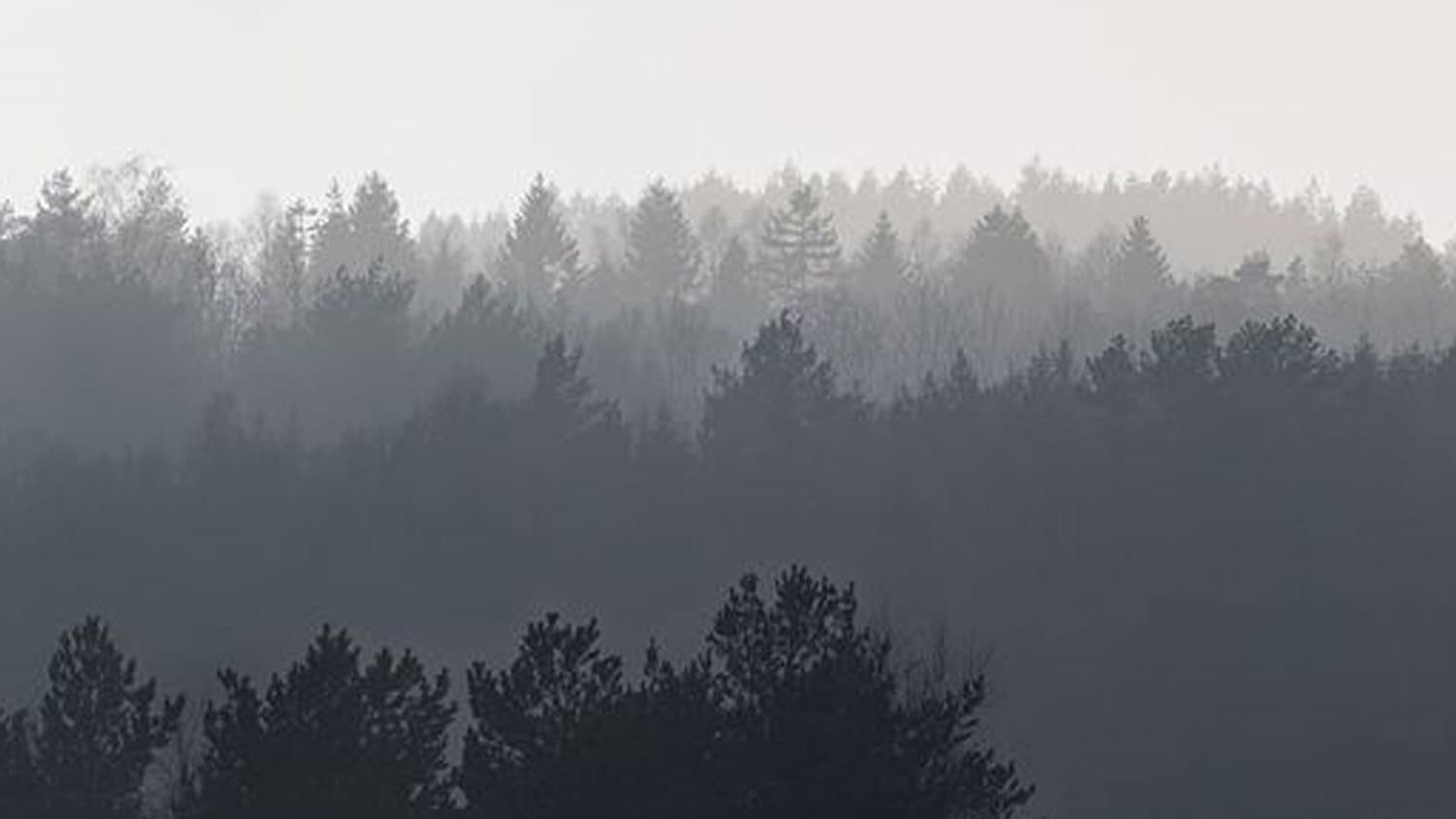 Fog over a forest via Wikimedia Commons