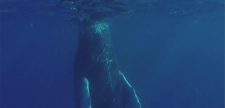 Screenshot of snoozing humpback whale.