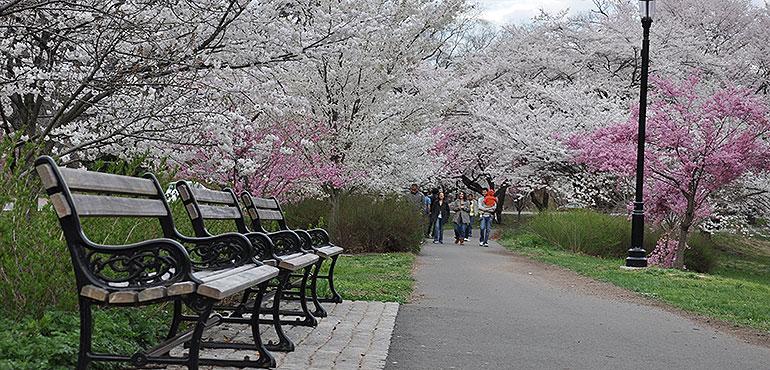A family walks through a park and enjoys the Cherry Blossoms. (Courtesy of Wikimedia Commons)