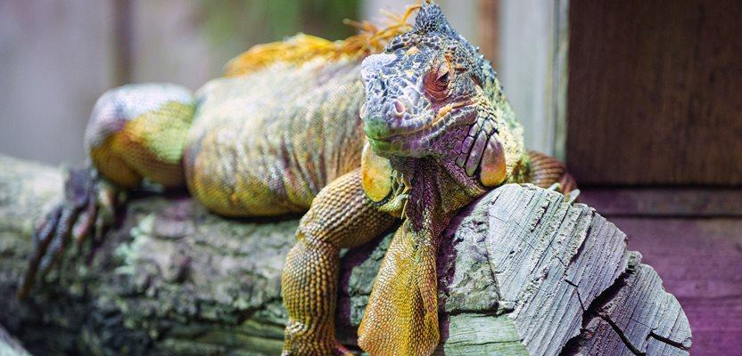 When temperatures drop, cold-blooded reptiles like iguanas lose the ability to control their muscles, sending them raining down from the trees they call home or unable to respond to the pokes and prods from curious humans. (Soeren Stache/dpa)