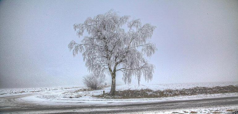 A frozen birch tree on 13 February 2012. (credit: 5snake5 via Wikimedia Commons)