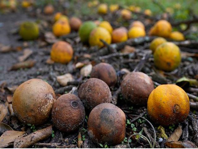 Oranges rot on the ground on Oct. 12, 2022, at Roy Petteway's Citrus and Cattle Farm after they were knocked off the trees from the effects of Hurricane Ian in Zolfo Springs, Fla. (Chris O'Meara, AP)