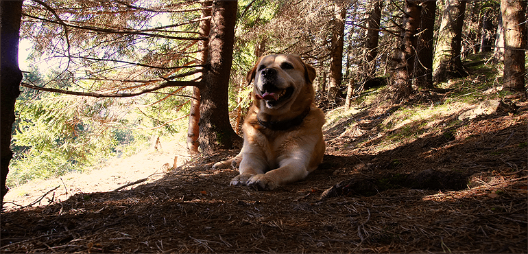 Dog enjoying the outdoors in a wooded area
