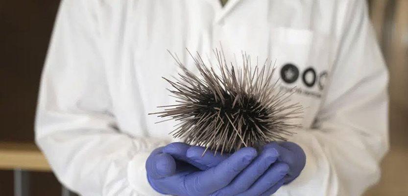 Dr. Omri Bronstein holds a sea urchin specimen of the long-spined Diadema setosum, found in the Mediterranean, at the Steinhardt Museum of Natural History of Tel Aviv University in Tel Aviv, Israel, Wednesday, May 24, 2023. (AP Photo/ Maya Alleruzzo)