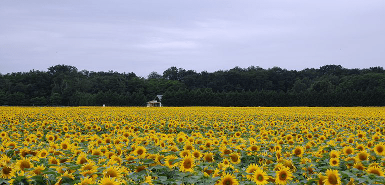 A field of sunflowers near Vineuil in the Loire Valley, France (Wikimedia)