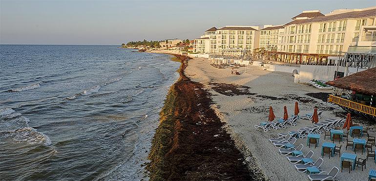 Sargassum seaweed covers the beach in Playa del Carmen, Mexico, Wednesday, May 8, 2019. (AP Photo/Victor Ruiz)