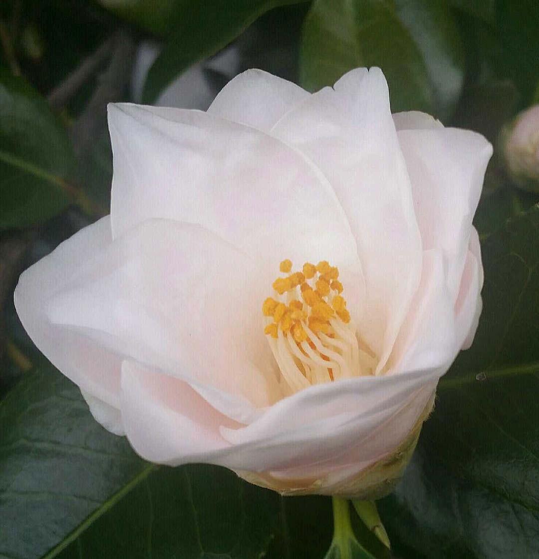 Early signs of spring submitted by a WeatherBug user.