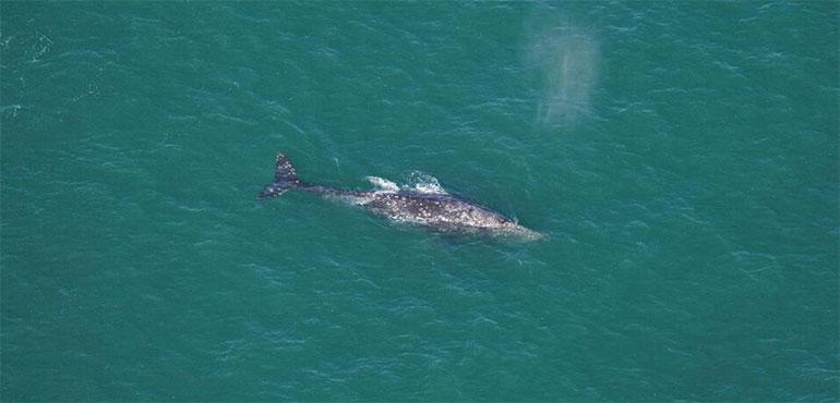 This photo by Orla O'Brien shows a gray whale south of Nantucket, Mass., on March 1, 2024. (Orla O'Brien/New England Aquarium via AP)