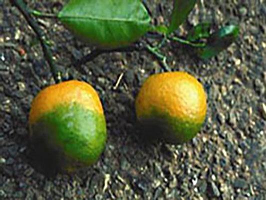A citrus fruit virus called Huanglongbing is seen on mandarin oranges (Courtesy Wikipedia)