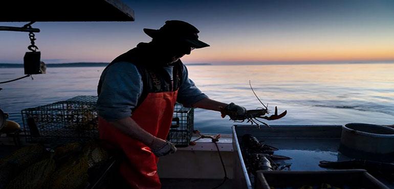 Max Oliver moves a lobster to the banding table aboard his boat while fishing off Spruce Head, Maine, on Aug. 31, 2021. America's lobster fishing business dipped in catch while grappling with challenges including a changing ocean environment and new rules designed to protect rare whales. (AP Photo/Robert F. Bukaty, File)