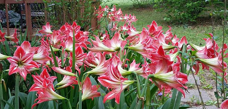 Amaryllis bloom in a WeatherBug user's garden in Goodrich, Texas.