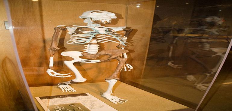 Photo of Lucy on display at the Cleveland Natural History Museum. (Andrew/Wikimedia Commons)