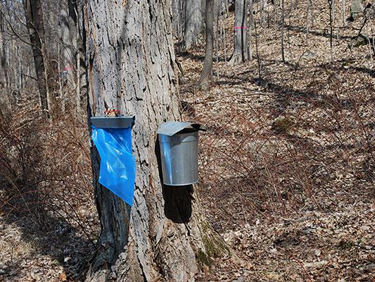 Story Image: Maple sap collecting at Bowdoin Park in Dutchess County, N.Y. (Courtesy of Wikimedia Commons)
