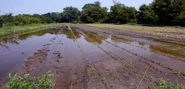 Flood waters remain on the destroyed fields at the Intervale Community Farm, July 17, 2023, in Burlington, Vt. (Charles Krupa/AP)