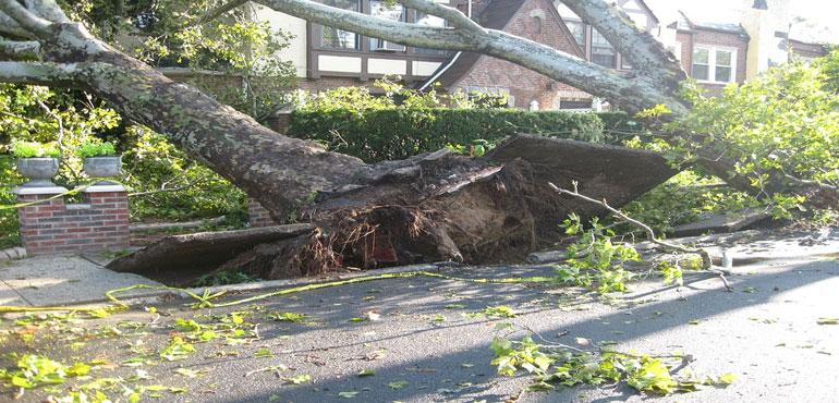 A tree knocked over after a storm produced high winds. (provided by PublicDomainPictures via Pixabay.com)