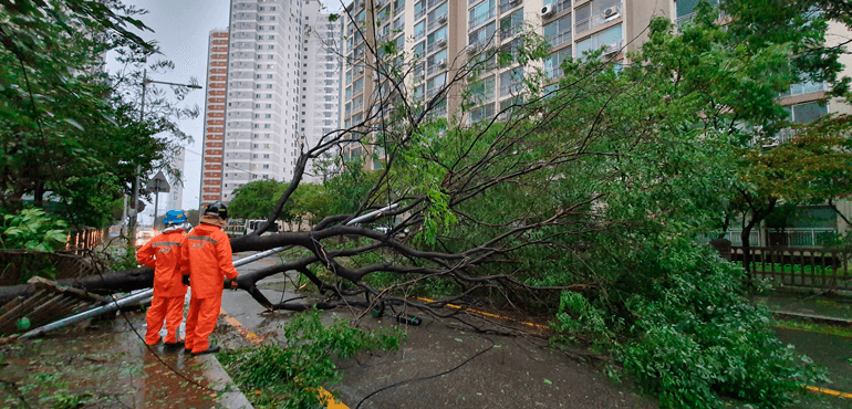 In this Sept. 22, 2019, photo, traffic road is blocked by trees as typhoon Tapah approaches in Busan, South Korea. A powerful typhoon battered southern South Korea, injuring 26 people and knocking out power to about 27,790 houses, officials said Monday. (Cha Keun-ho/Yonhap via AP)