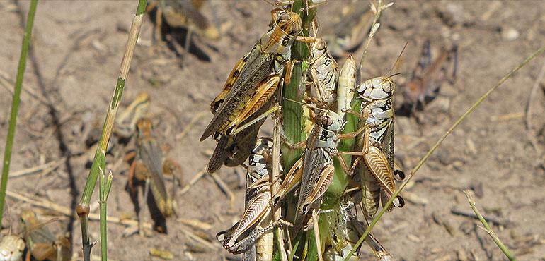 In this photo provided by the U.S. Department of Agriculture's Animal and Plant Health Inspection Service, grasshoppers are seen eating a plant in this undated handout photo from the U.S. Department of Agriculture. (U.S. Department of Agriculture's Animal and Plant Health Inspection Service via AP)