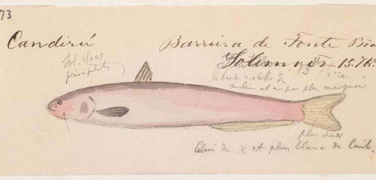 Image of Cetophsis Candiru (Ernst Mayr Library)