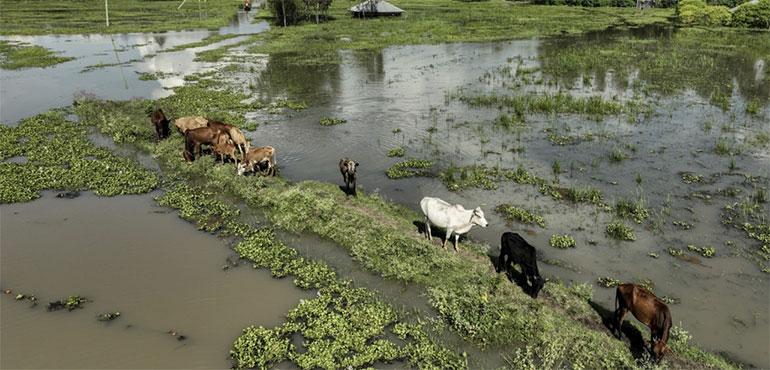 Cows graze in a flooded paddock in Kisumu, Kenya, Wednesday, April 17, 2024. (AP Photo/Brian Ongoro, File)
