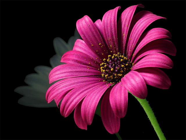 Zoomed-in picture of pollen on a flower