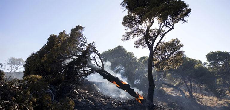 A pine tree is on fire during a forest fire in Keratea area, southeast of Athens, Greece, Sunday, June 30, 2024. (AP Photo/Yorgos Karahalis)