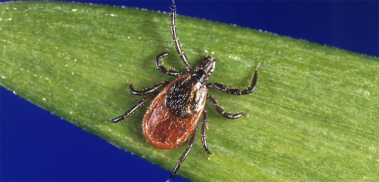 In this undated file photo provided by the U.S. Centers for Disease Control and Prevention (CDC), a blacklegged tick, also known as a deer tick, rests on a plant. N (James Gathany, AP)