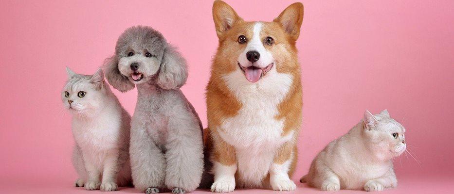 Image by huoadg5888 from Pixabay