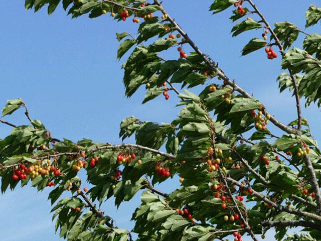 A cherry tree seen blowing in the wind. (Courtesy of Wikimedia Commons)