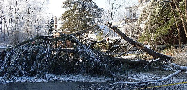 A fallen tree due to the December 2008 Northeast ice storm, taken in Troy, N.Y. (December 13, 2008, Joe D via Wikimedia Commons)