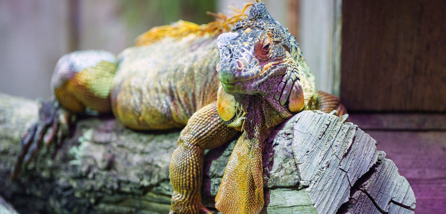 When temperatures drop, cold-blooded reptiles like iguanas lose the ability to control their muscles, sending them raining down from the trees they call home or unable to respond to the pokes and prods from curious humans. (Soeren Stache/dpa)