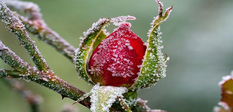 A closeup of a red rosebud covered in frost. (Image by Siegfried Poepperl from Pixabay)
