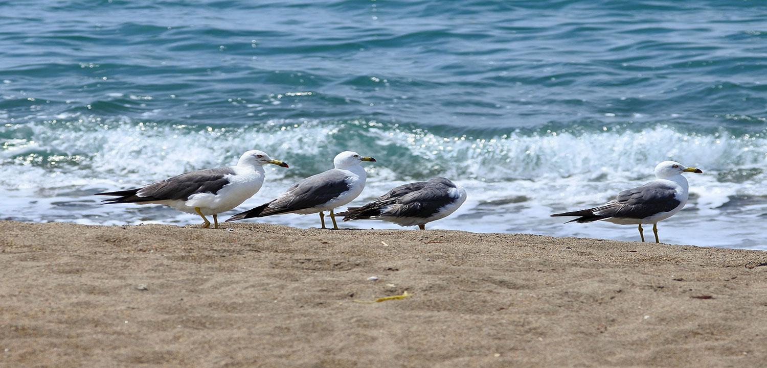 Waves breaking on the beach with four seagulls watching on the sand (Image by Santa from Pixabay)