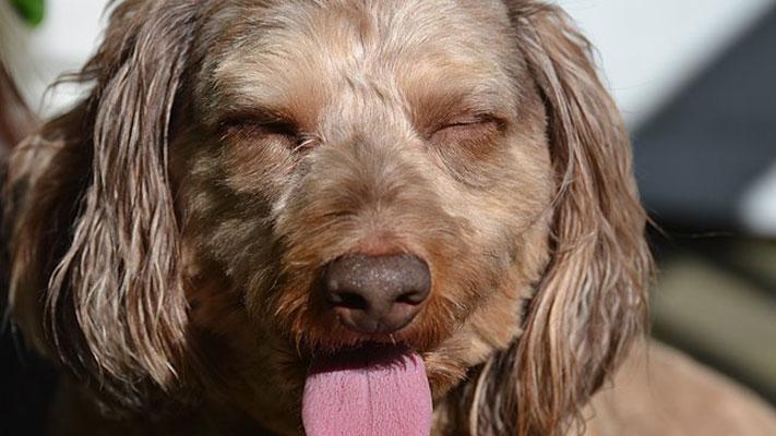 Be sure to check on your pets and your loved ones in this heat wave