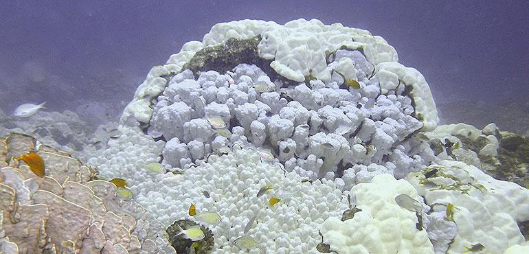This July 2010 photo provided by NOAA shows bleached corals at Ko Racha Yai, Thailand. A study released on Thursday, Jan. 4, 2018 finds that severe bleaching outbreaks are hitting coral reefs four times more often they used to a few decades earlier. (Mark Eakin/NOAA via AP)